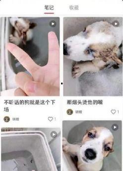 柯基最新爆料视频大全,萌态百出引网友热议